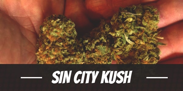 Sin City Kush