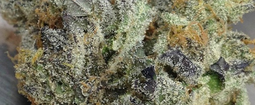 SinMint Cookies Medical