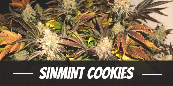 SinMint Cookies