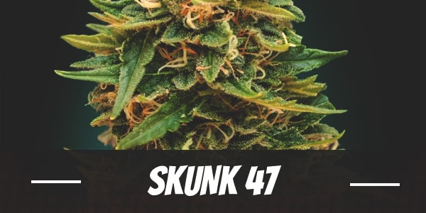 Skunk 47 weed strain review