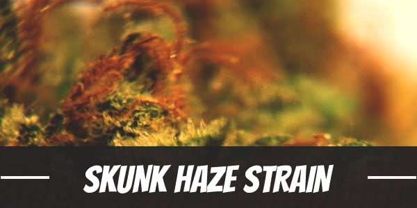 Skunk Haze Strain