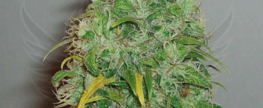 Skunk #1 weed strain Effects