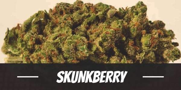 Skunkberry