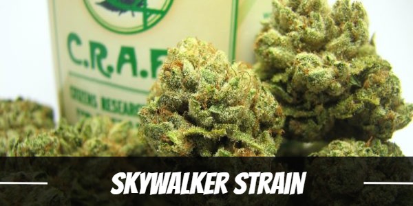 Skywalker cannabis strain