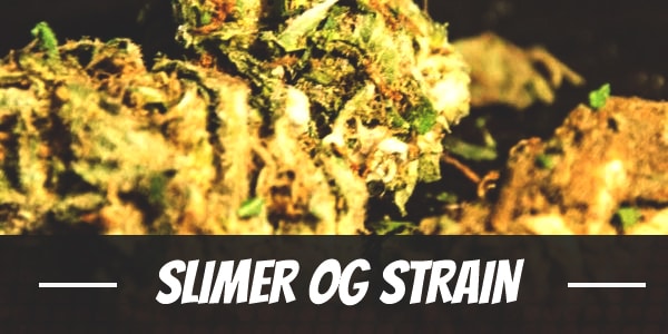 Slimer OG Strain