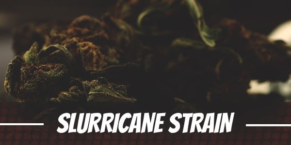 Slurricane-Cannabis-Strain