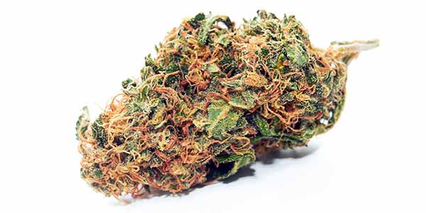 flushing marijuana for Smooth tasting bud