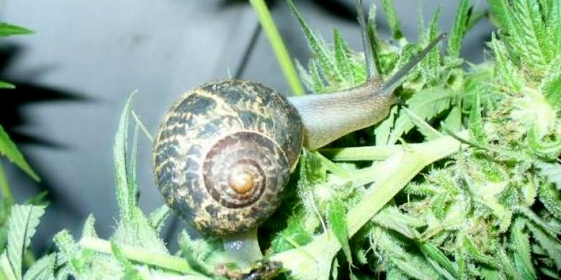 Snails and slugs on cannabis plants