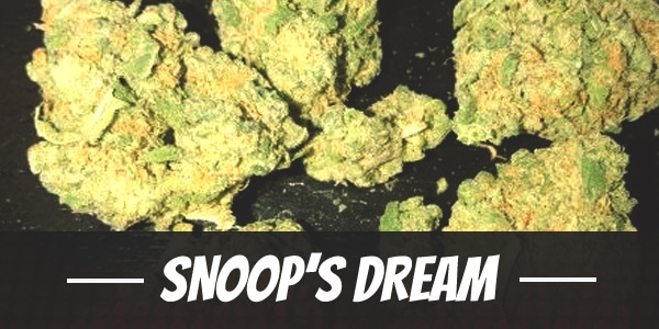 Snoop’s Dream