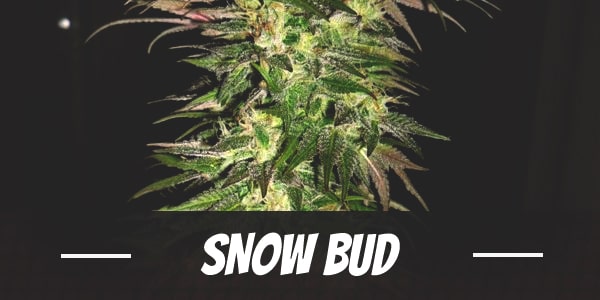 Snow Bud