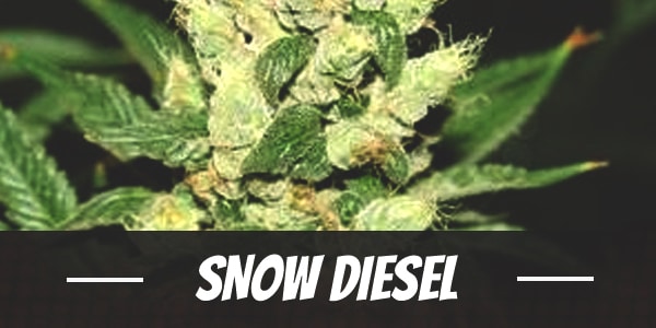 Snow Diesel