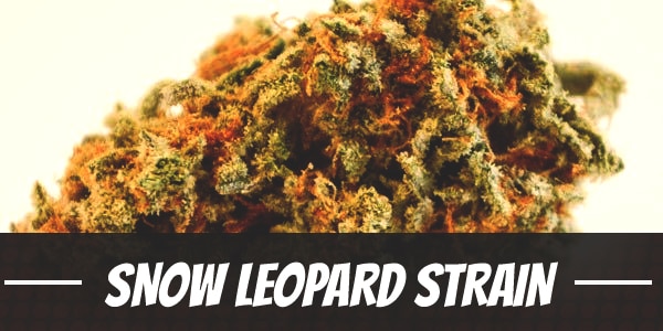 Snow Leopard Strain