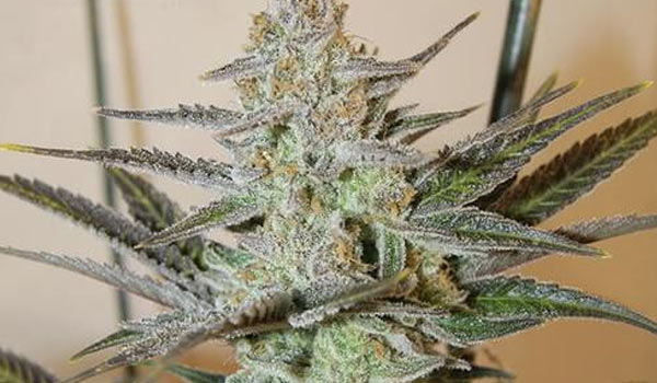 Snow Leopard Strain Medical