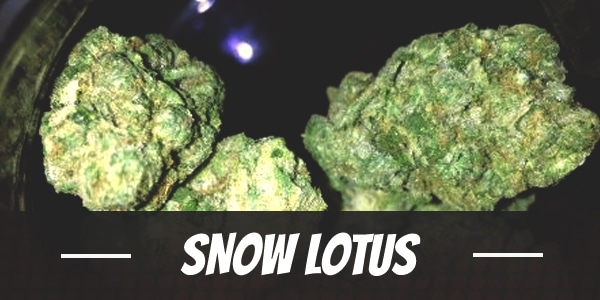 Snow Lotus