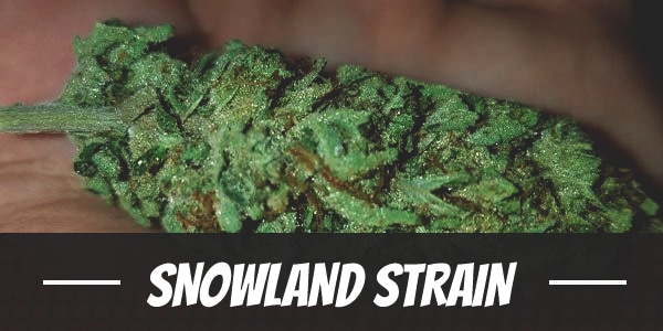 SnowLAnd Strain