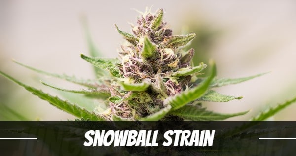 Snowball Strain