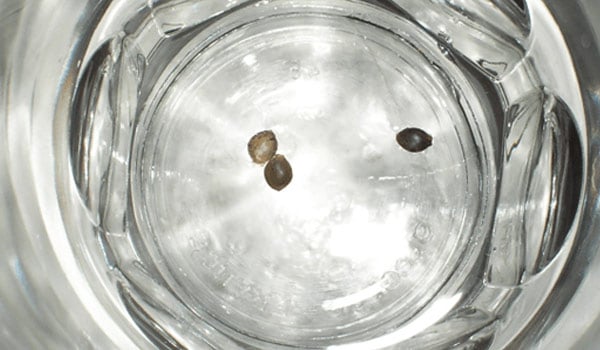 Soak marijuana seeds in water