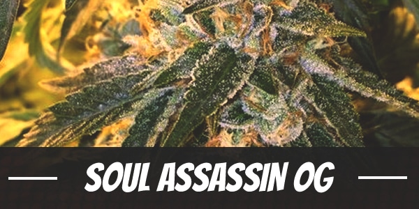 Soul Assassin OG