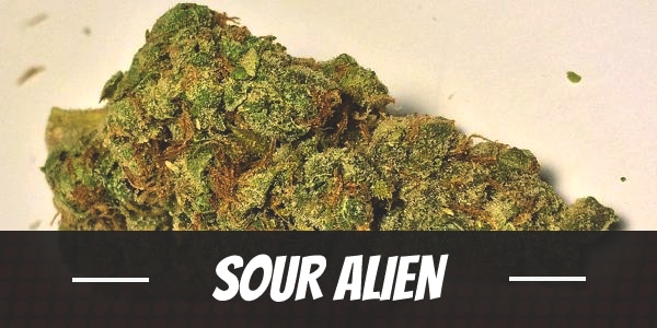 Sour Alien