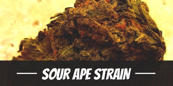 Sour Ape Strain