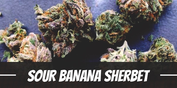 Sour Banana Sherbet