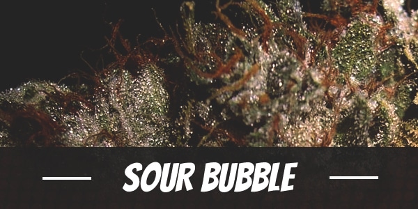 Sour Bubble