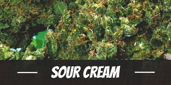 Sour Cream