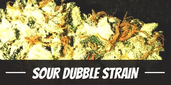 Sour Dubble Strain