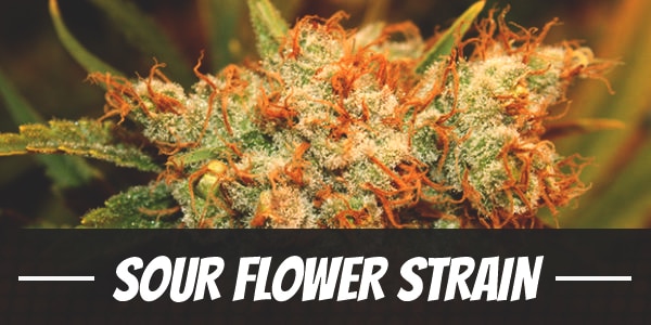 Sour Flower Strain