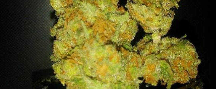 Sour Lemon OG Adverse Reaction