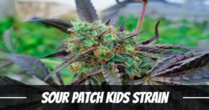 Sour Patch Kids Strain
