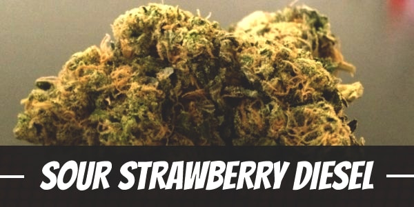 Sour Strawberry Diesel