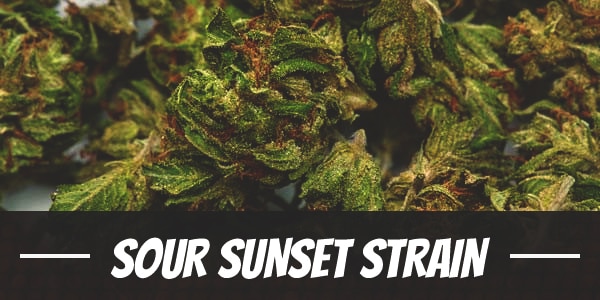 Sour Sunset Strain