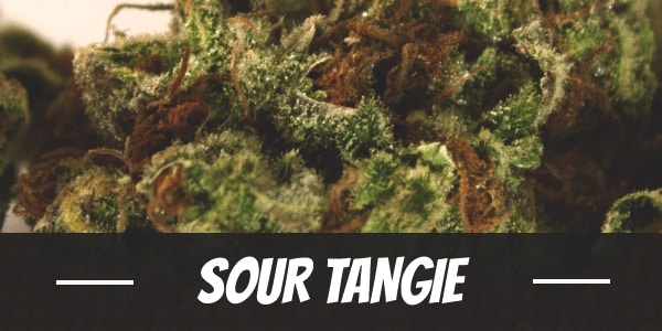 Sour Tangie