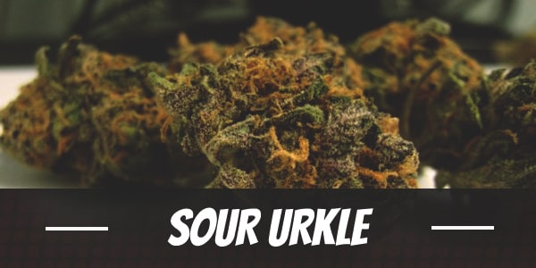 Sour Urkle