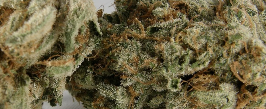 Sour Kush Fragrance