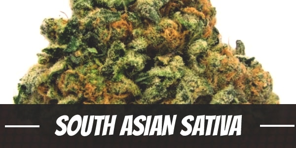 South Asian Sativa