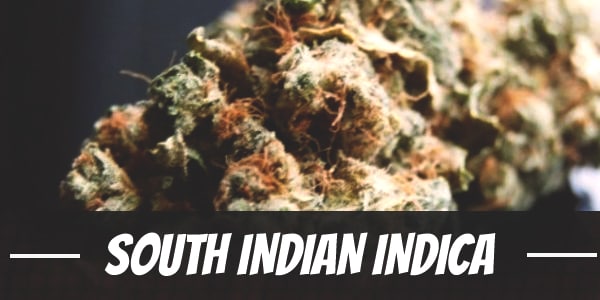 South Indian Indica