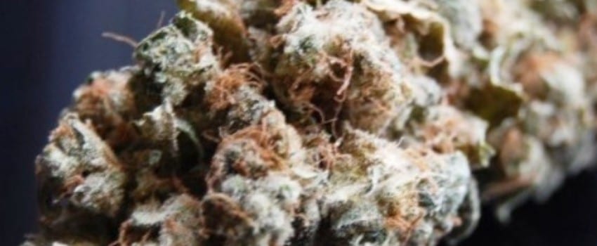 South Indian Indica Medical