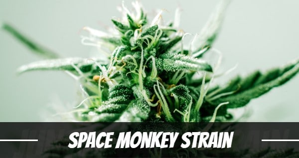 Space Monkey Strain