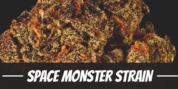 Space Monster Strain