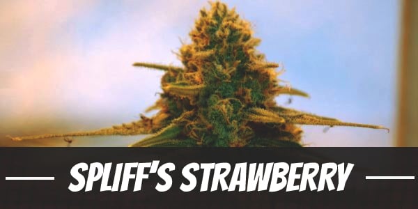 Spliff’s Strawberry