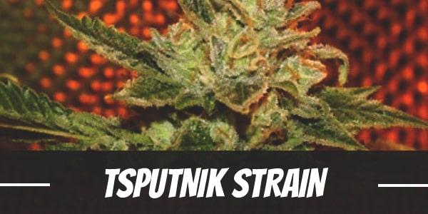 Sputnik Strain