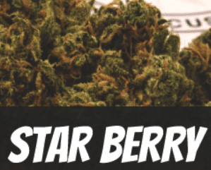 Star Berry Strain