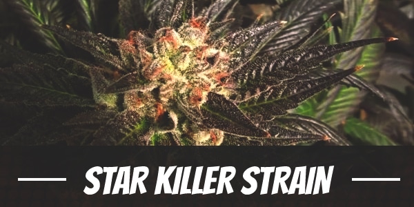 Star Killer Strain