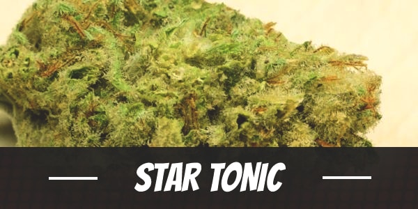 Star Tonic