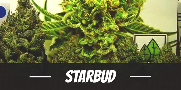 Starbud