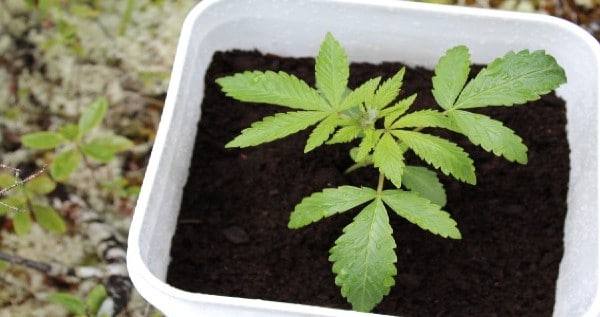 A young marijuana plant in a white pot