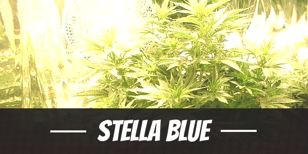 Stella Blue