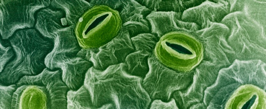 Stomata responses to CO2 and light intensity